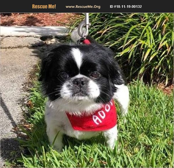 ADOPT 18111900132 Japanese Chin Rescue Cape Coral, FL