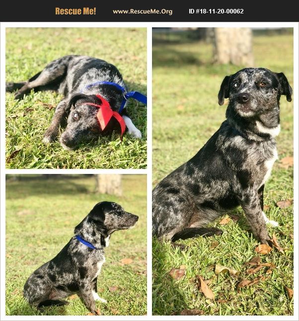 ADOPT 18112000062 Australian Shepherd Rescue Baton Rouge, LA