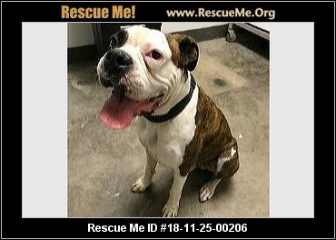 legacy boxer rescue legacy boxer rescue