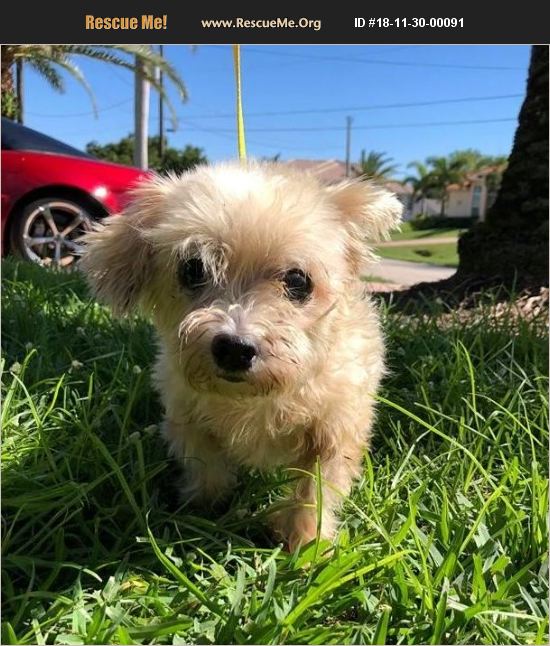 ADOPT 18113000091 Maltese Rescue Cape Coral, FL