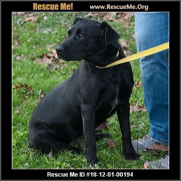 huntington ashland craigslist pets