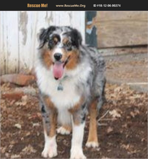 ADOPT 18120600274 Australian Shepherd Rescue Paso Robles, CA
