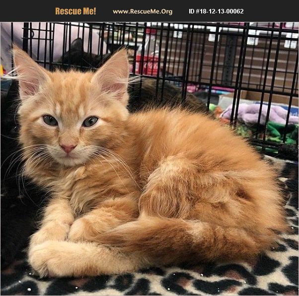 ADOPT 18121300062 Maine Coon Rescue Tampa, FL