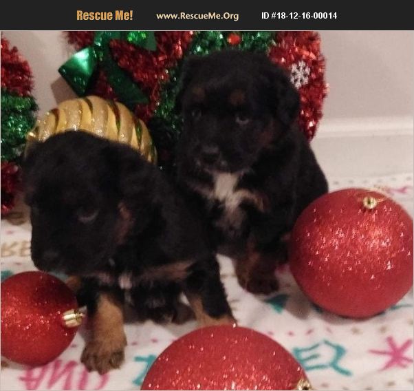 ADOPT 18121600014 ~ Bernese Mountain Dog Rescue ...