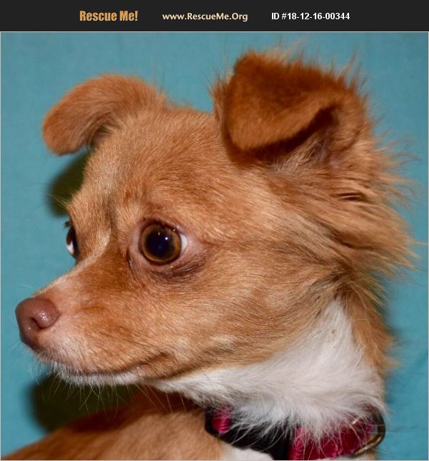 ADOPT 18121600344 Chihuahua Rescue Prole, IA
