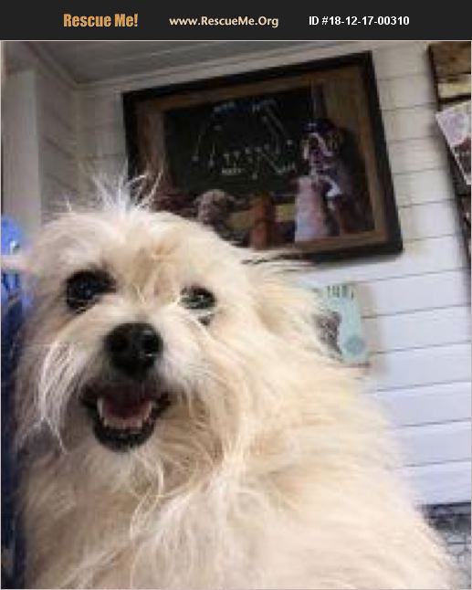 ADOPT 18121700310 ~ Skye Terrier Rescue ~ Austin, TX