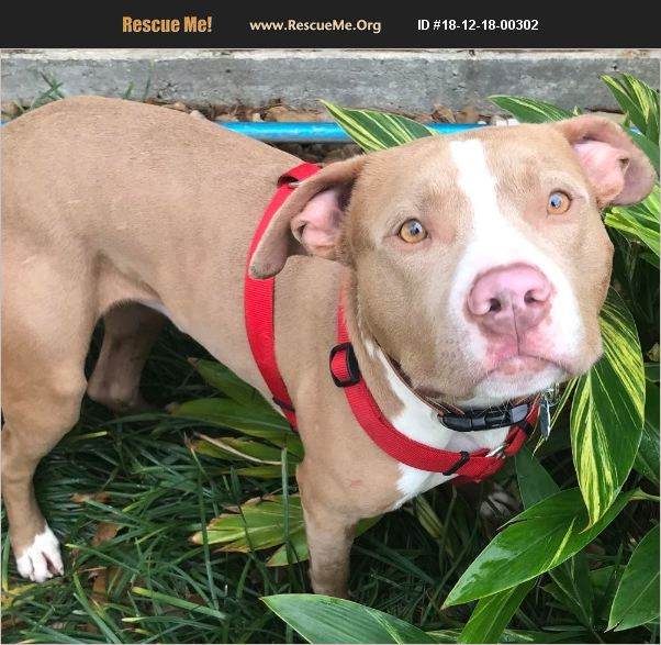 ADOPT 18121800302 Pit Bull Rescue Houston, TX