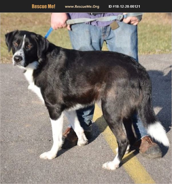 ADOPT 18122800121 Bernese Mountain Dog Rescue Huntley, IL