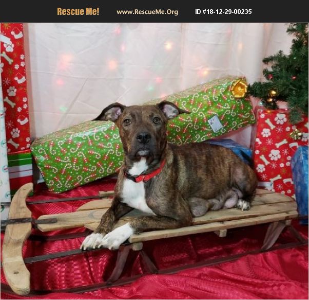 ADOPT 18122900235 Mountain Cur Rescue ravenna, OH