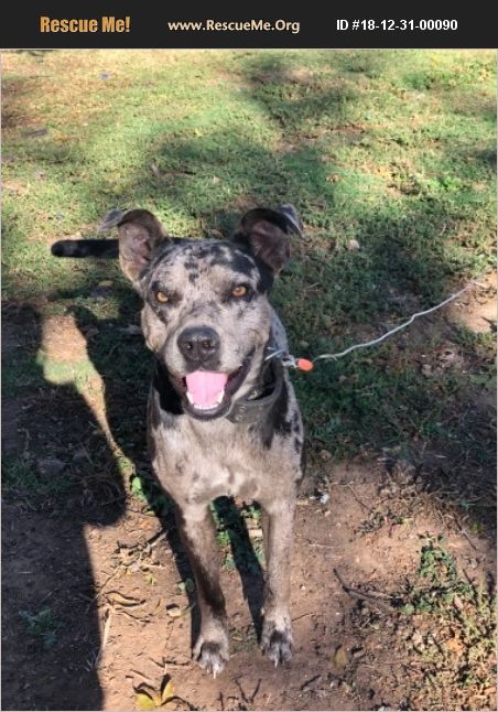 ADOPT 18123100090 ~ Catahoula Rescue ~ Lubbock, TX
