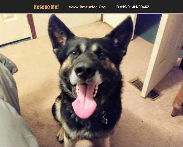 ADOPT 19010100462 ~ German Shepherd Rescue ~ North Carolina