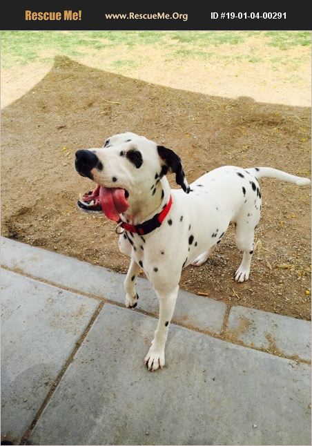 rescue tales adoptable pet dalmatian