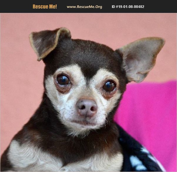 ADOPT 19010800482 Chihuahua Rescue Colorado springs, CO