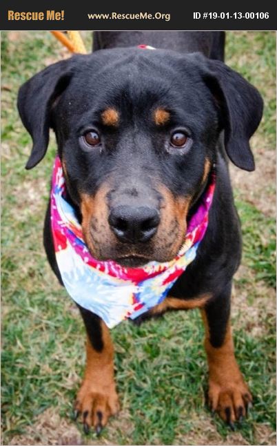 rescue tales rottweiler