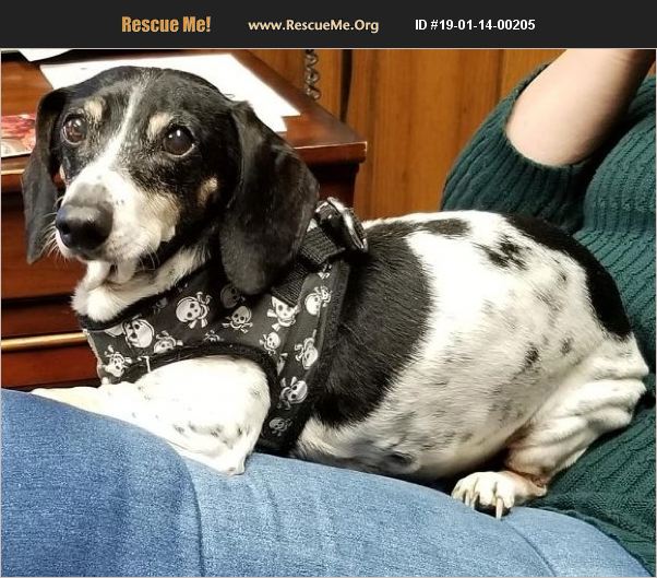 ADOPT 19011400205 Dachshund Rescue Isle of Wight County, VA