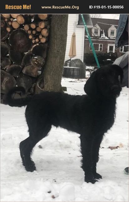 Adopt 19011500056 ~ Flat Coated Retriever Rescue ~ New Oxford Pa