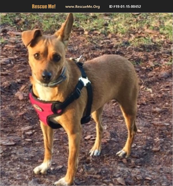 ADOPT 19011500452 Miniature Pinscher Rescue oakland, FL