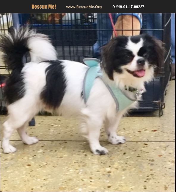 ADOPT 19011700227 Japanese Chin Rescue Franklinton, LA