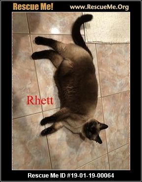 Florida Siamese Rescue Adoptions Rescue Me