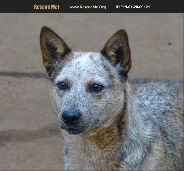 ADOPT 19012000121 ~ Australian Cattle Dog Rescue ~ Bradenton, FL