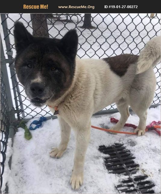 ADOPT 19012700272 ~ Akita Rescue ~ Chicago, IL