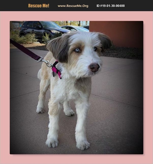 ADOPT 19013000488 Bearded Collie Rescue Tempe, AZ
