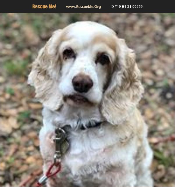 ADOPT 19013100359 Cocker Spaniel Rescue Cape Coral, FL