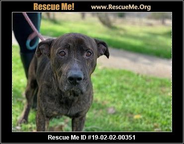 Florida Catahoula Rescue Adoptions Rescue Me