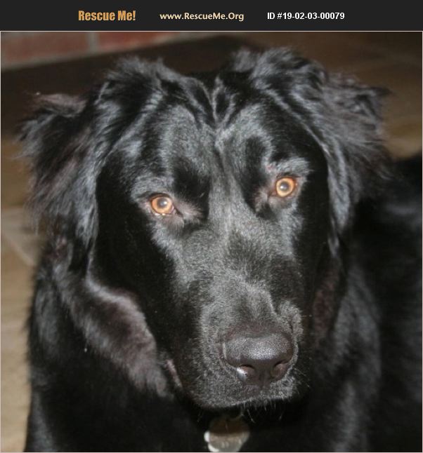 ADOPT 19020300079 FlatCoated Retriever Rescue Winston, OR