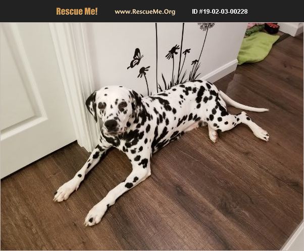 rescue tales adoptable pet dalmatian