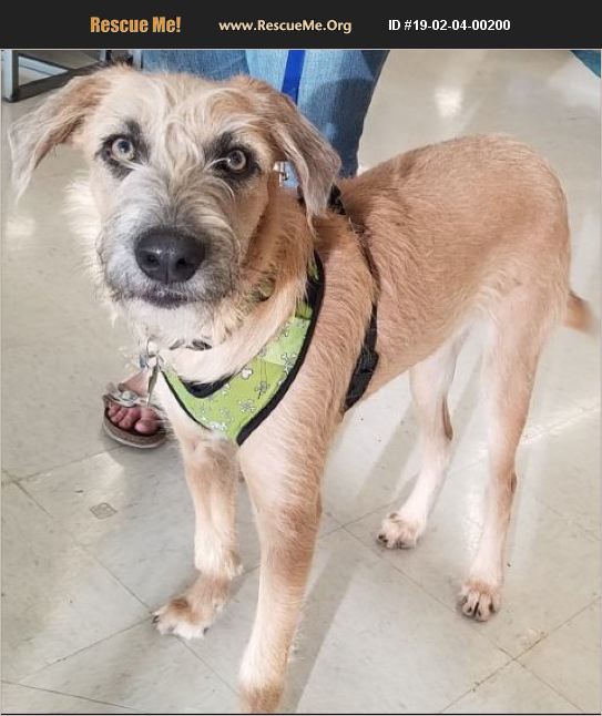ADOPT 19020400200 Soft Coated Wheaten Terrier Rescue Phoenix, AZ
