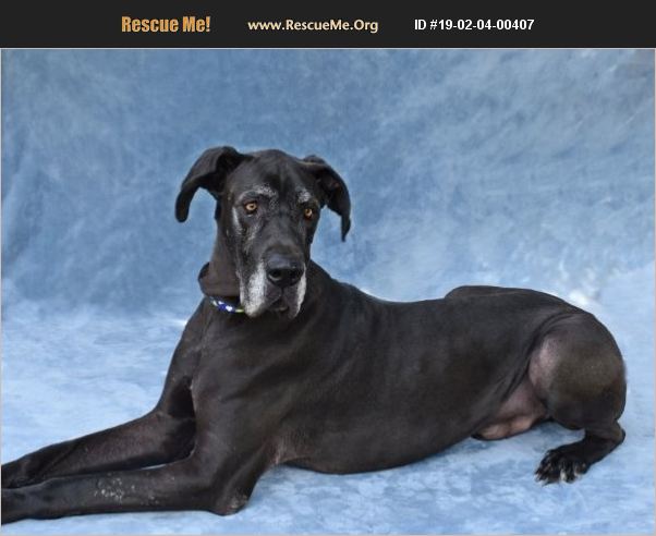 Adopt 19020400407 ~ Great Dane Rescue ~ Mecklenburg County Nc