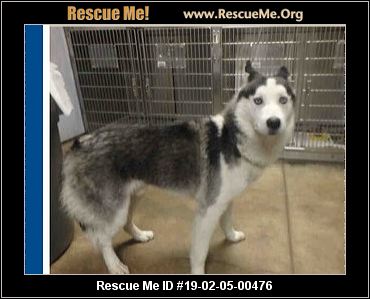 - California Siberian Husky Rescue - Adoptions - Rescue Me!