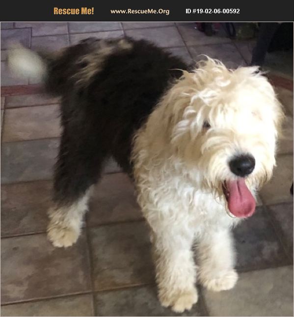 ADOPT 19020600592 Old English Sheepdog Rescue ontario, CA