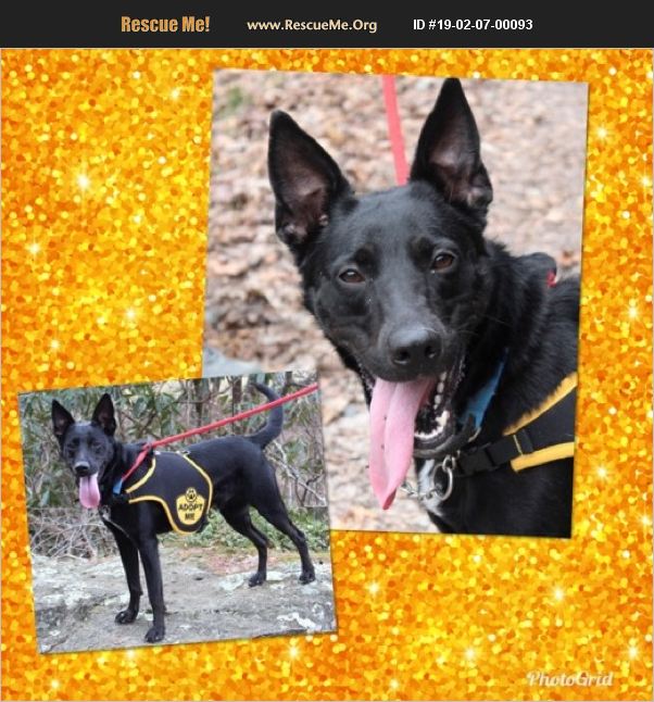 Adopt 19020700093 ~ Australian Kelpie Rescue ~ Boone Nc 