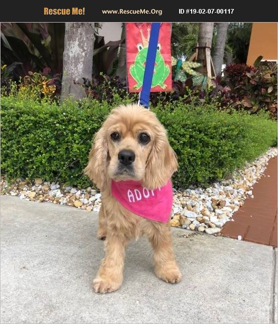 ADOPT 19020700117 Cocker Spaniel Rescue Cape Coral, FL