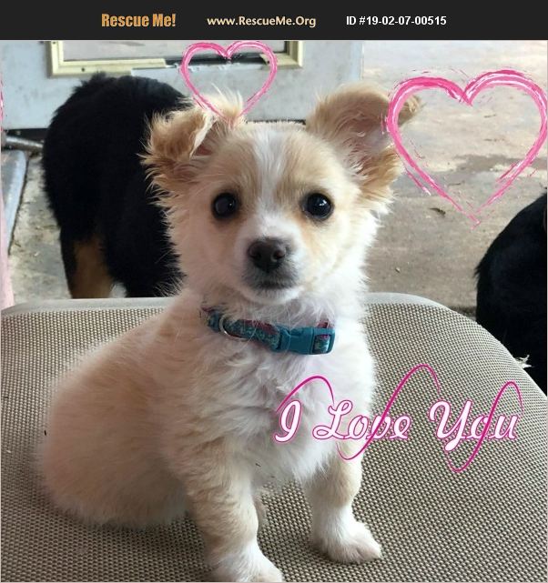 ADOPT 19020700515 Papillon Rescue Phoenix, AZ