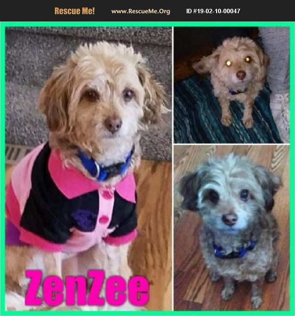 ADOPT 19021000047 Poodle Rescue Ferndale, MI