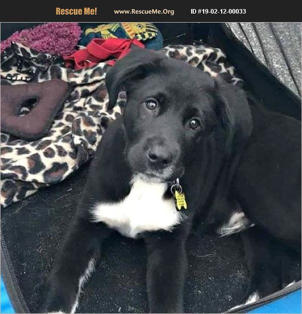 ADOPT 19021200033 Lab Rescue Crestview, FL