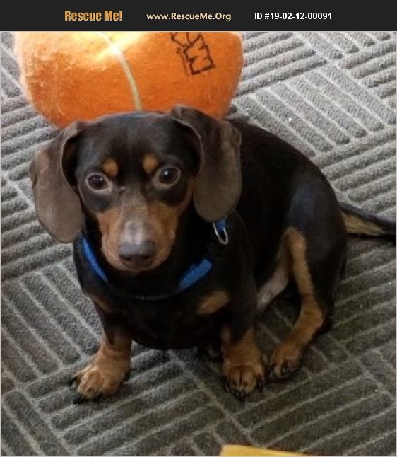 ADOPT 19021200091 Dachshund Rescue Stark County, OH