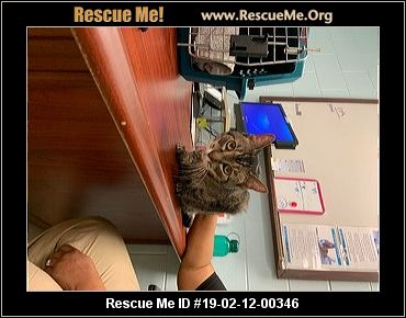 - Georgia Cat Rescue - ADOPTIONS - Rescue Me!