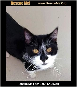 - Georgia Cat Rescue - ADOPTIONS - Rescue Me!