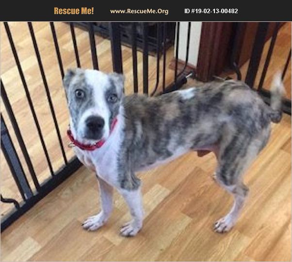 ADOPT 19021300482 Australian Shepherd Rescue Hartford County, CT