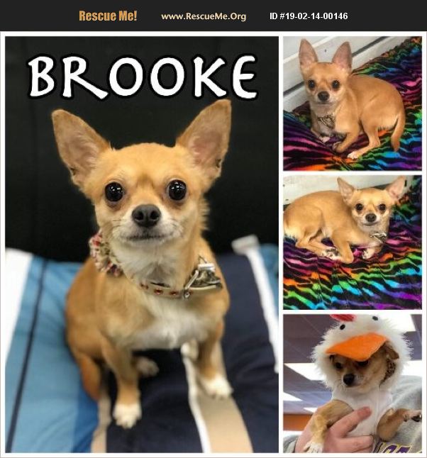 ADOPT 19021400146 ~ Chihuahua Rescue ~ Colmar, PA