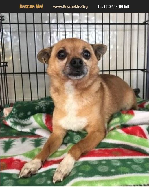 ADOPT 19021400159 Chihuahua Rescue Kansas City, MO