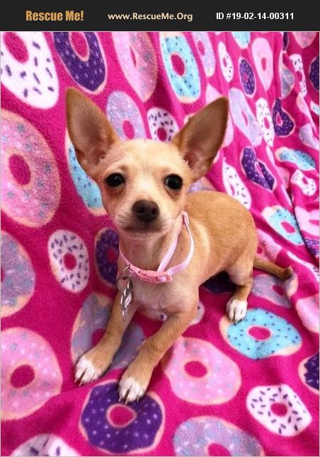 Adopt 19021400311 ~ Chihuahua Rescue ~ Phoenix Az