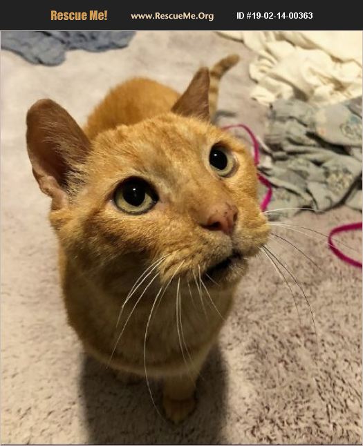 ADOPT 19021400363 Domestic Cat Rescue Essex County, VT