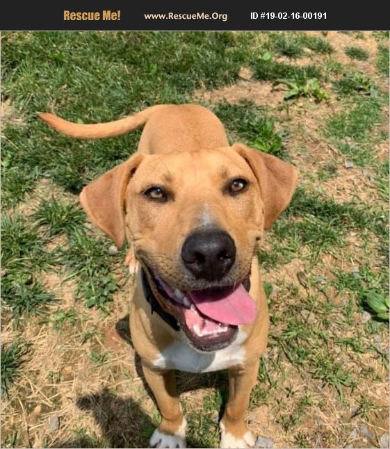 ADOPT 19021600191 Redbone Coonhound Rescue Delaplane, VA