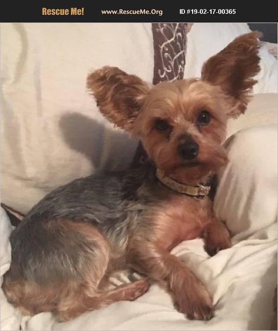 adopt-19021700365-yorkie-rescue-helena-al