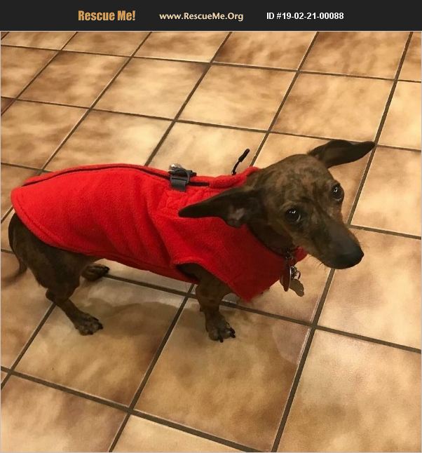 ADOPT 19022100088 Dachshund Rescue Utah